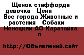 Щенок стаффорда девочка › Цена ­ 20 000 - Все города Животные и растения » Собаки   . Ненецкий АО,Каратайка п.